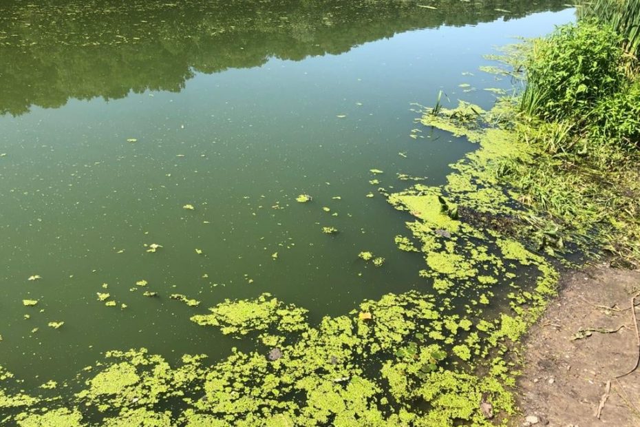 Очищення водойми за допомогою торфу